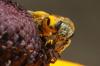 Seladonia sp.